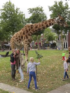 906578 Afbeelding van een giraffe van het Circus Belly, dat de tenten opgeslagen heeft in het Grifpark te Utrecht.
